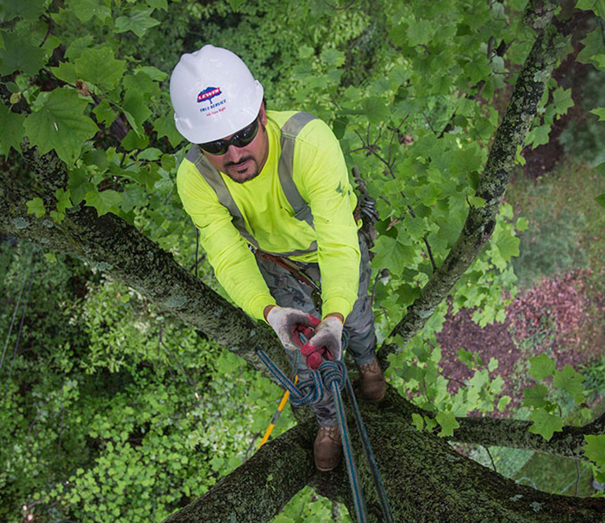 Lewis Services Our People Tree Climber