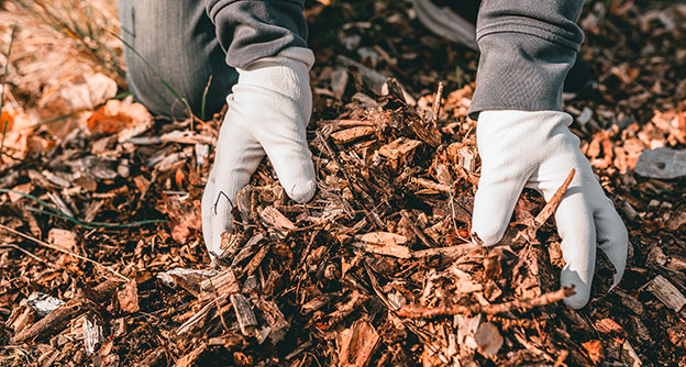 Residential Tree Care Fertilization Soil Care Lewis Services