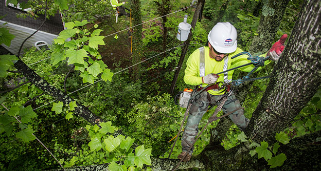 Residential Tree Care Tree Removal Lewis Services