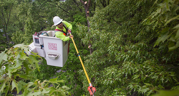 Residential Tree Care Tree Trimming Lewis Services
