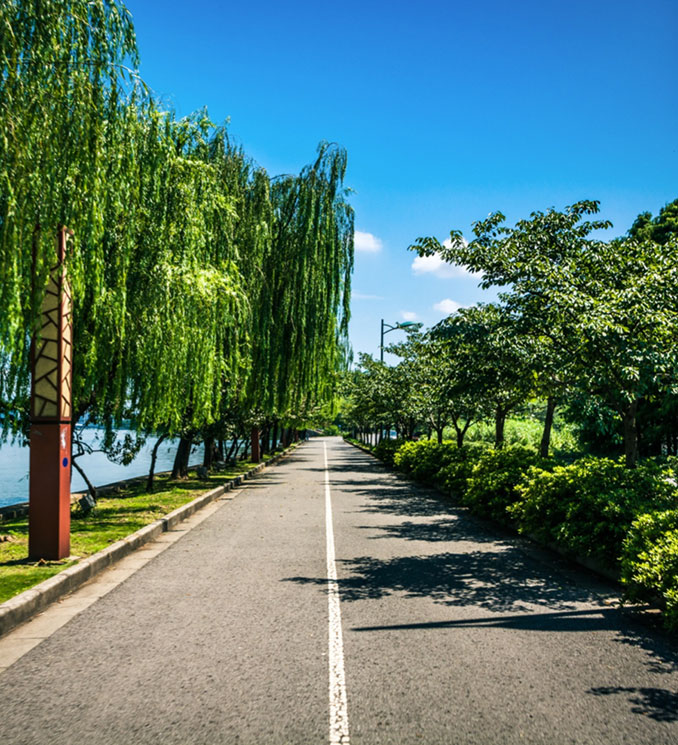 Roadside Vegetation Management Overgrown Roadway Lewis Services