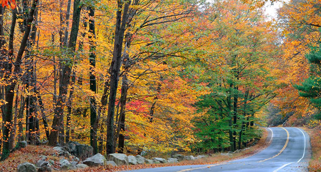 Roadside Vegetation Management State Parks Tree Management Lewis Services