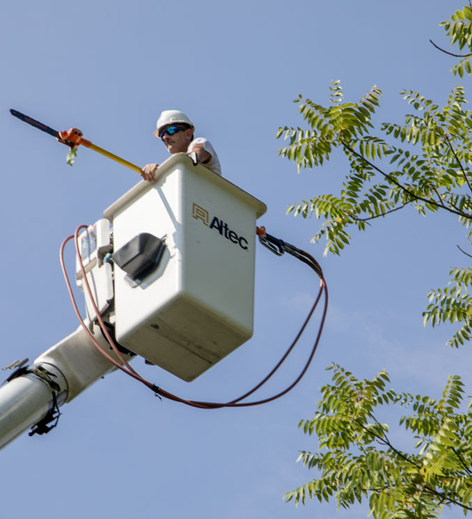 Utility Vegetation Management Guy in Bucket with Tree