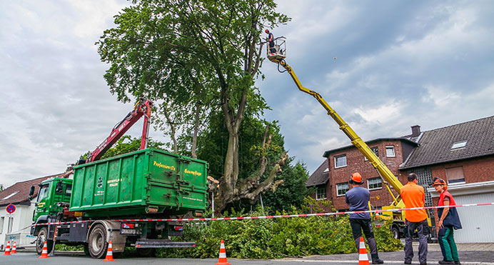 Utility Vegetation Management Hazard Tree Removal Lewis Services
