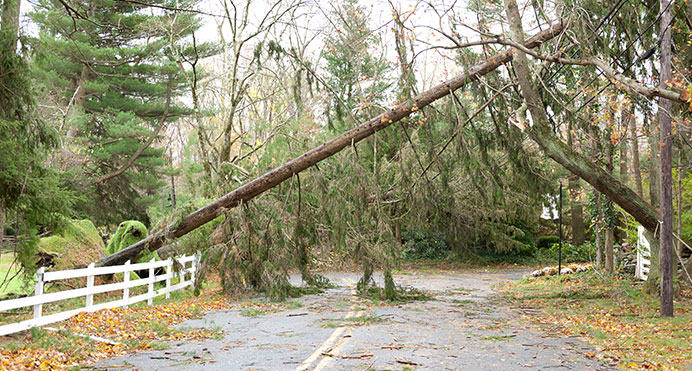 Utility Vegetation Management Storm Emergeny Response Lewis Services