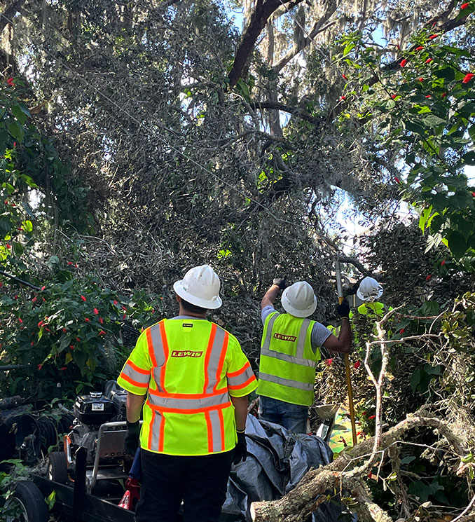 Utility Vegetation Management Storm