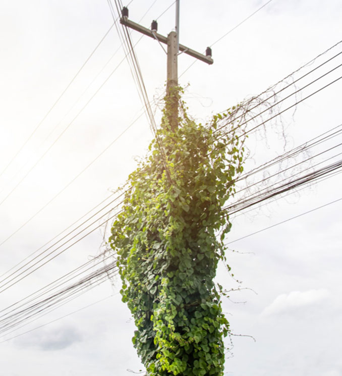 Utility Vegetation Management Vines on Pole Lewis Services