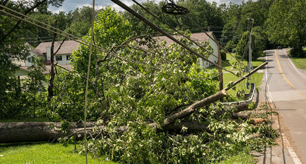 Vegetation Management After Storm Distribution Vegetation Clearing Lewis Services