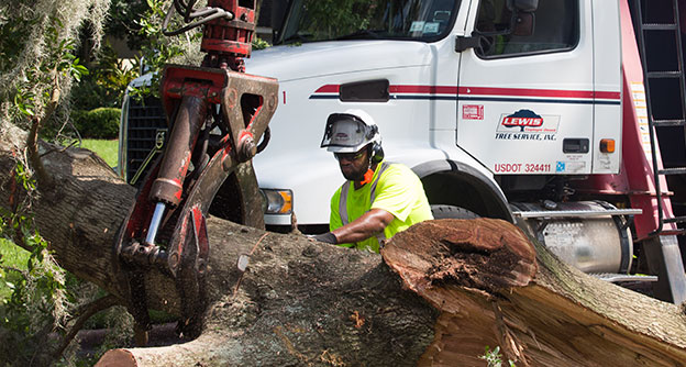 Vegetation Management After Storm Lewis Services