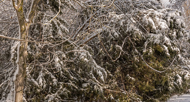 Vegetation Management After Storm Transmission Line Clearing Lewis Services