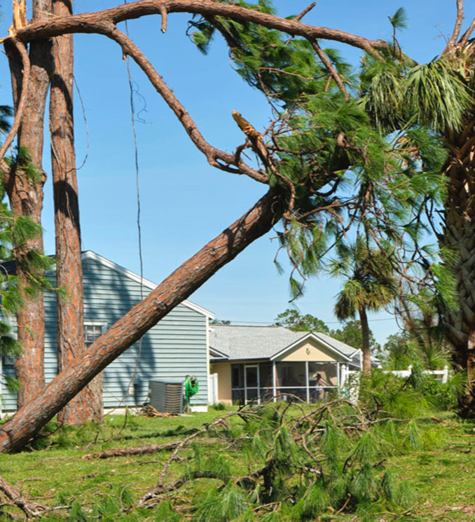 Vegetation Management After Storms Downed Trees Lewis Services