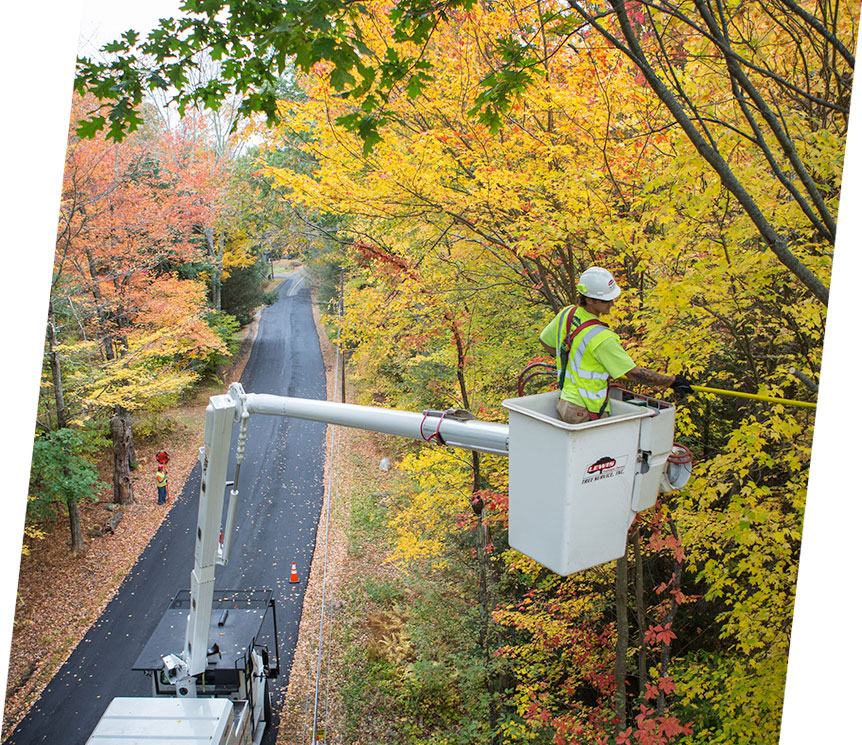 Tree Removal Eastside