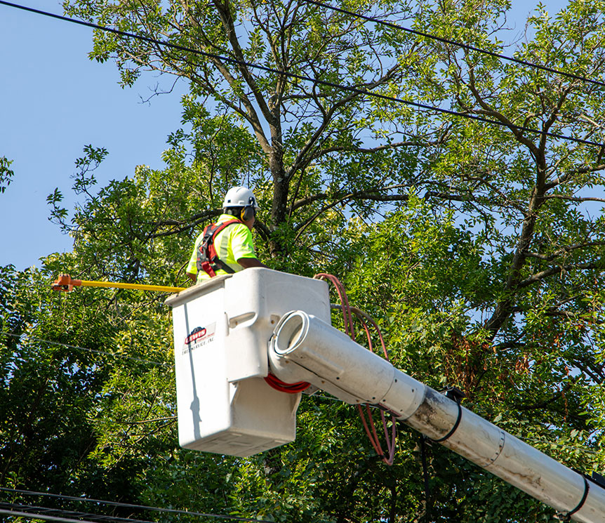 vegetation management company lewis services v3