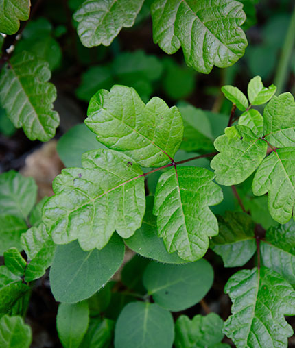 Poisonous Plants